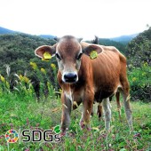 “Nông trại hạnh phúc” mang đến giá trị mới cho gia súc bị bỏ rơi